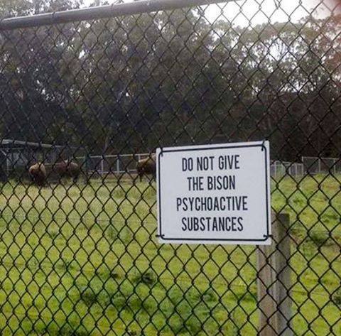 14237608_1754475064800753_5644234841214918593_n