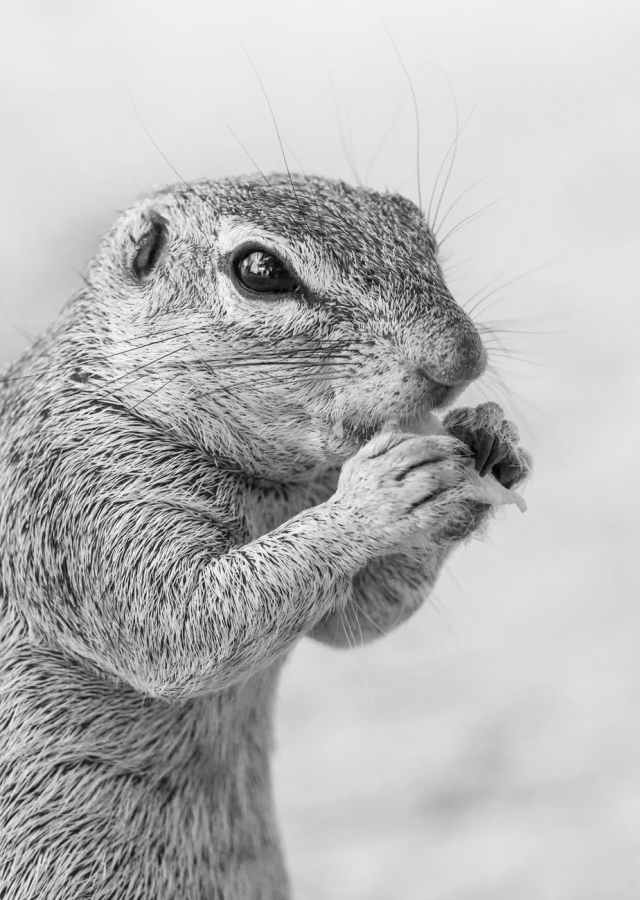 grayscale photo of rodent